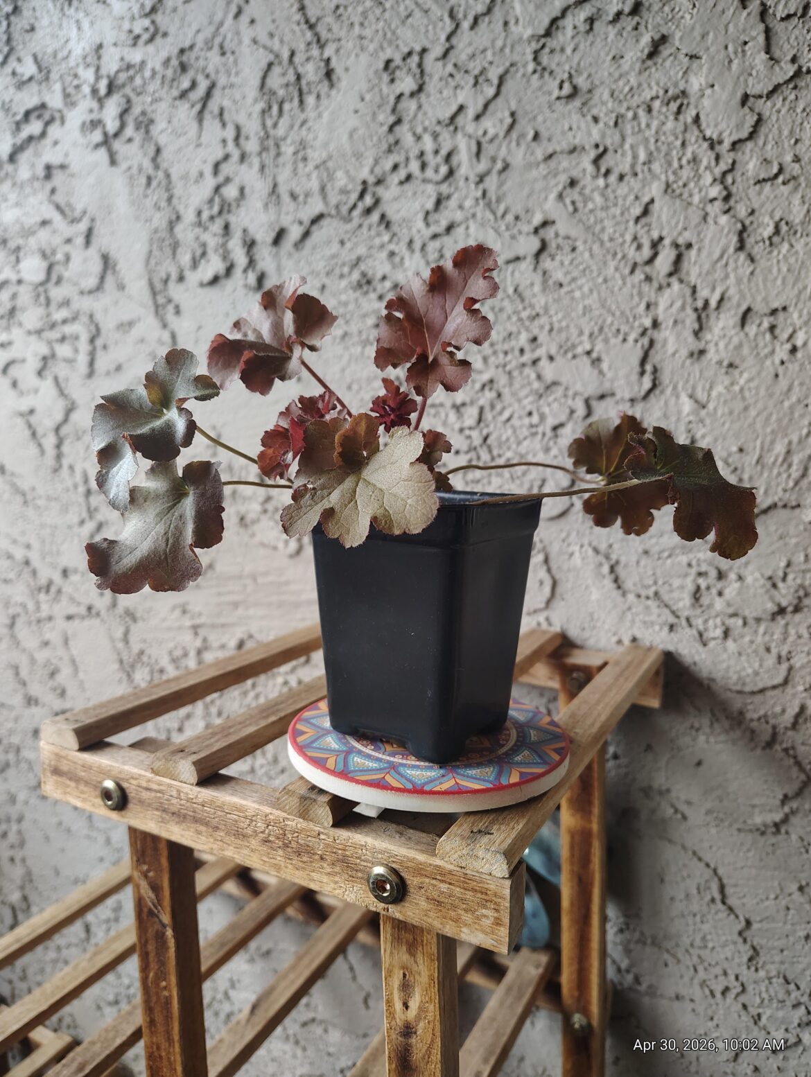 Repotting