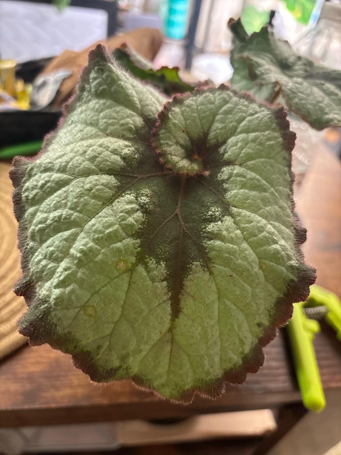 Powdery mildew got my escargot… help:(