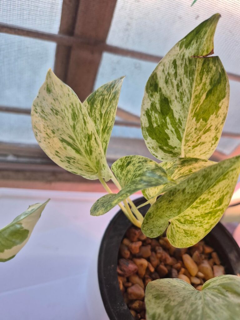 ID for this.