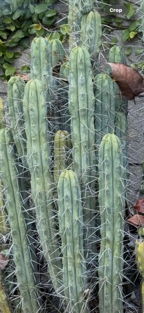 Is this A San Pedro?