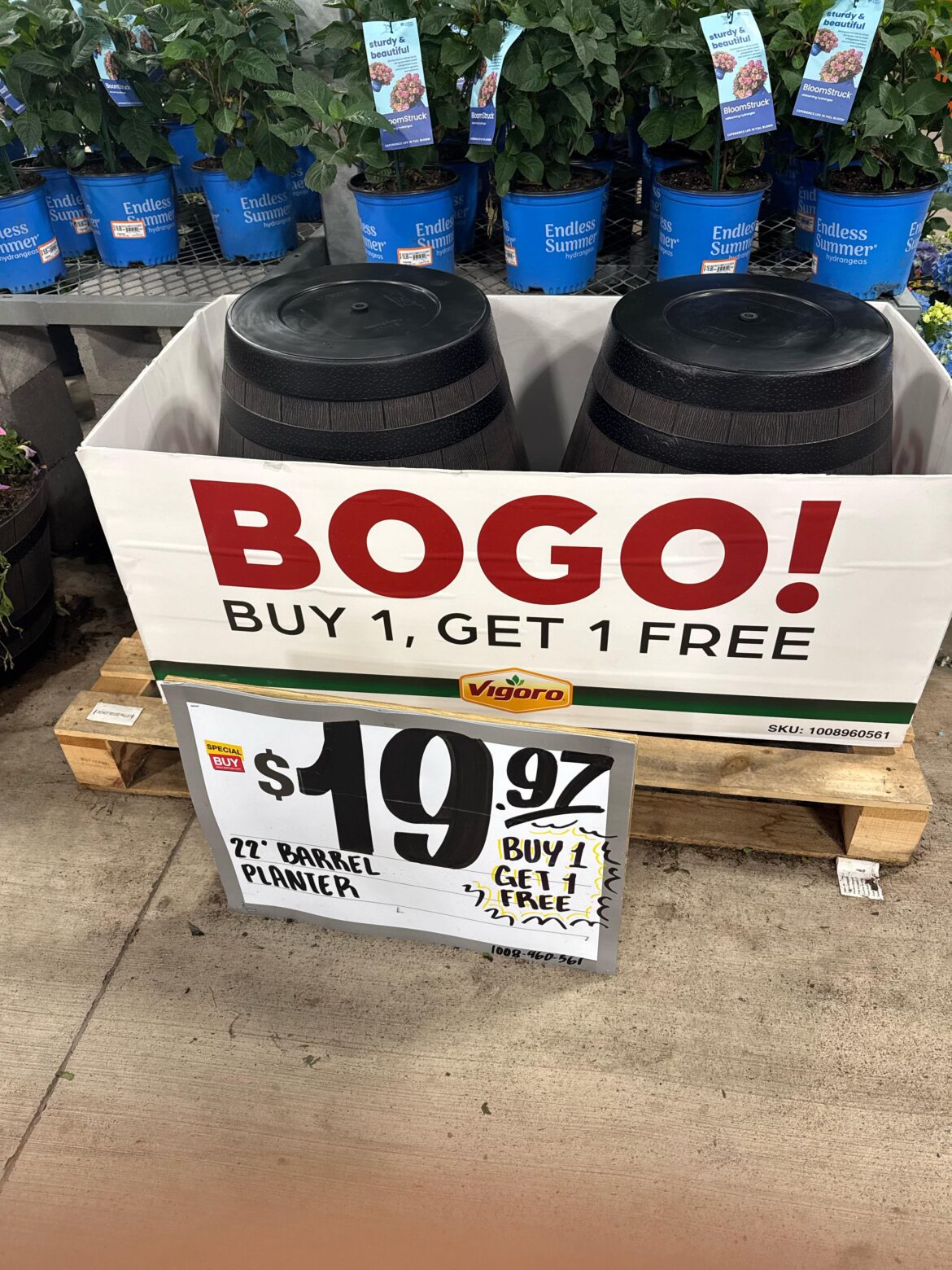 Can you put a lemon tree in this plastic barrel ?