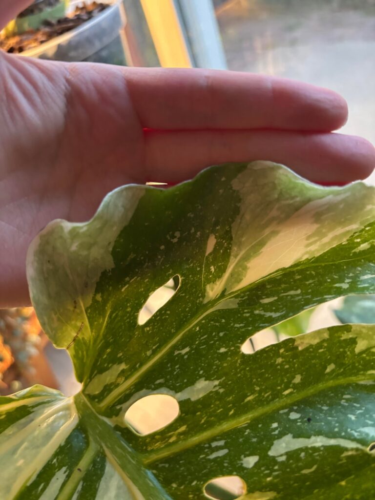 Frilly Monstera?