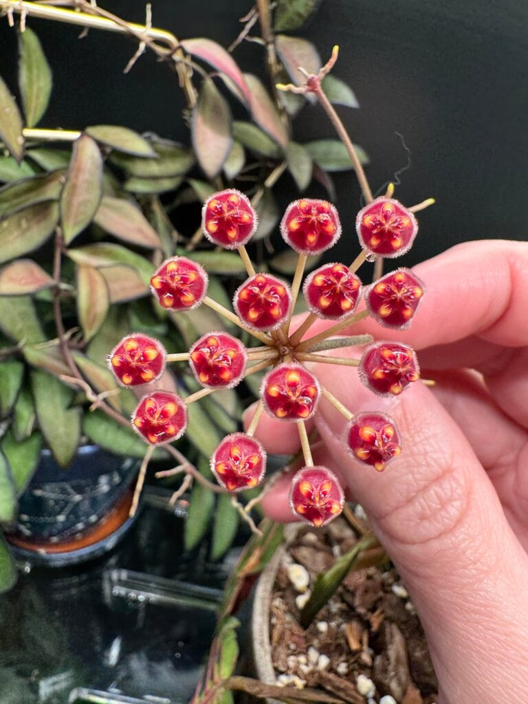 Hoya ‘Rosita’ - first bloom