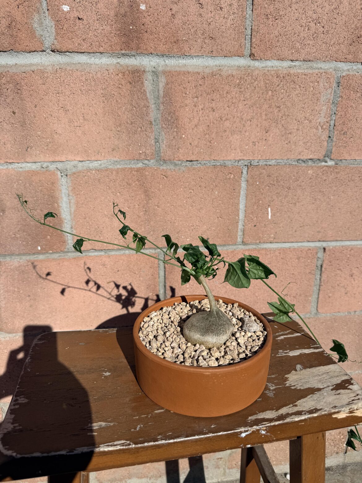 Picked up this Gerrardanthus macrorhizus!!! Any suggestions 😼