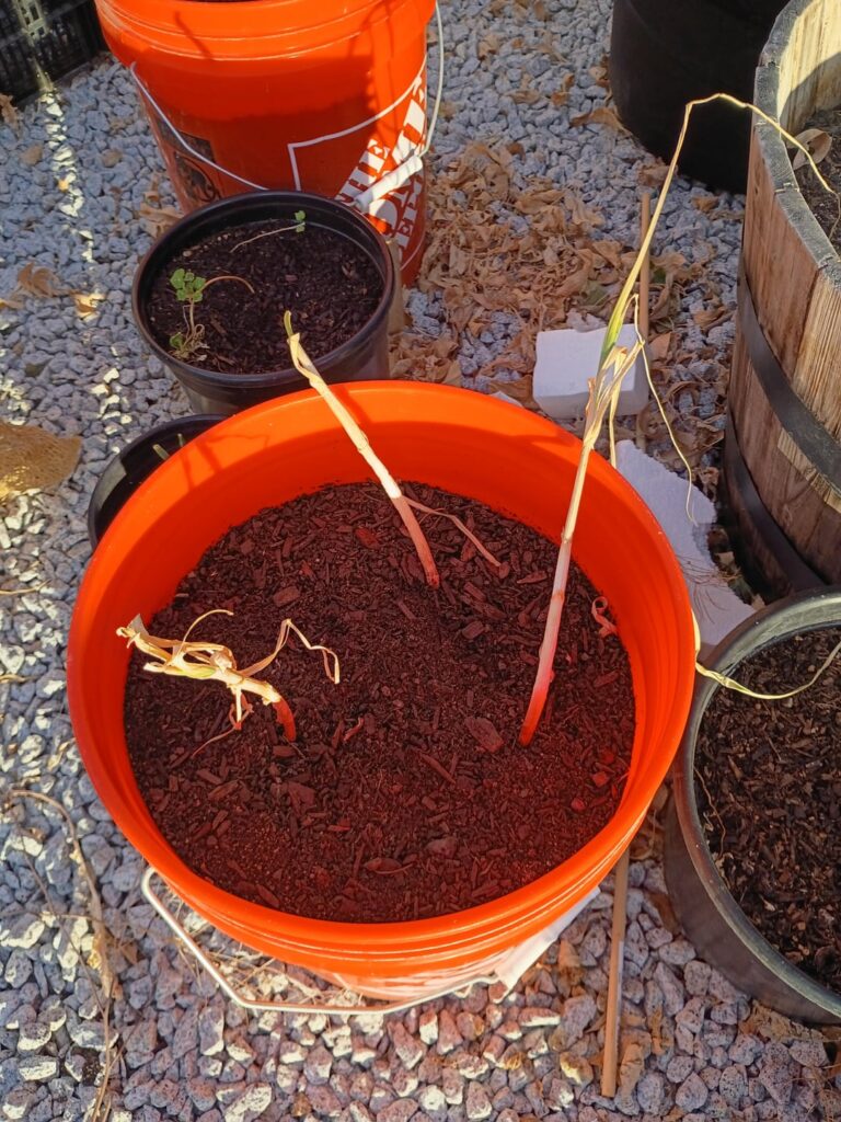 I pulled Garlic too early and replanted