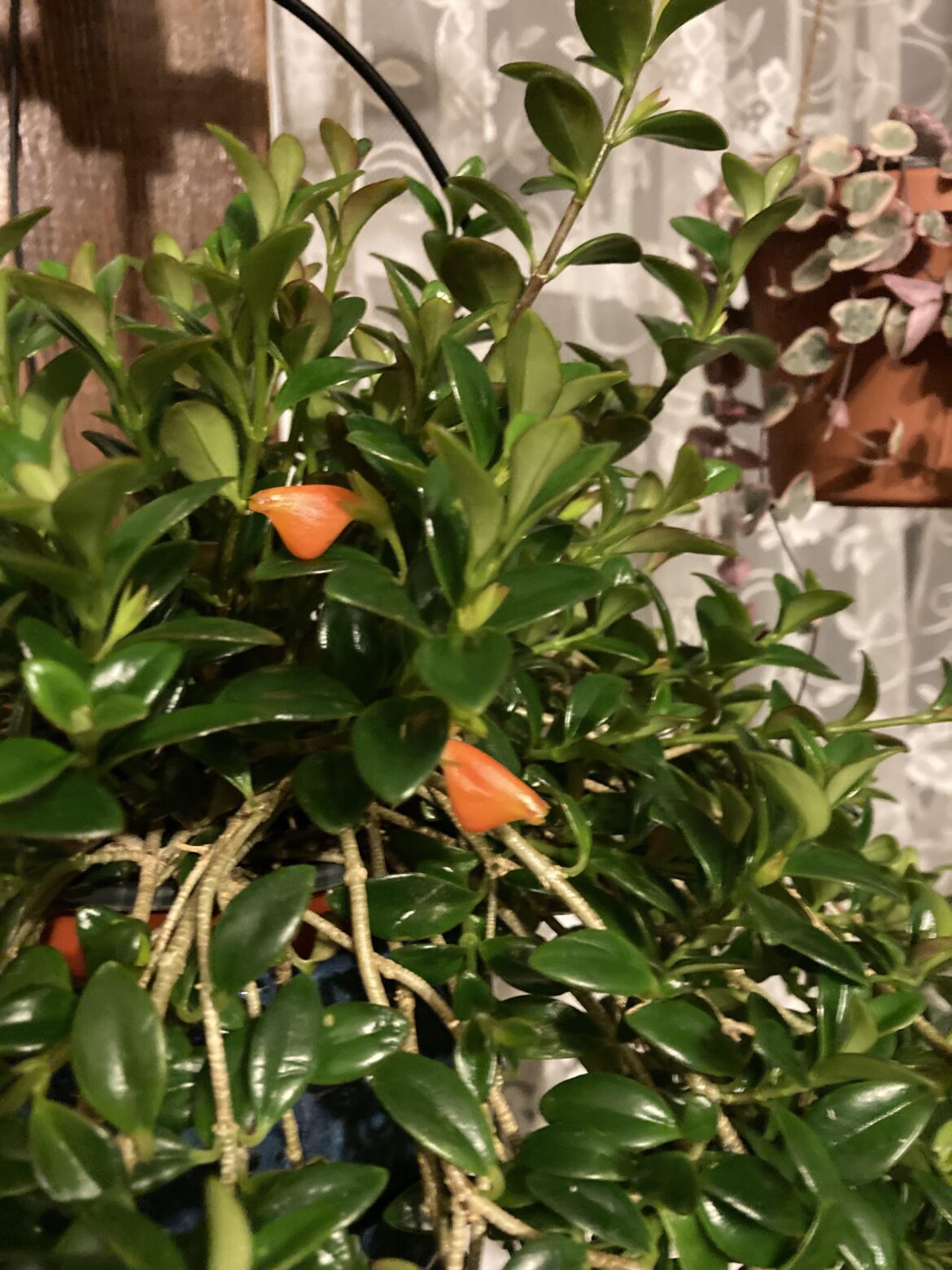 Goldfish started blooming!!