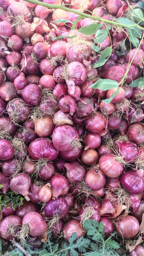 Got best harvest of onion this year, blessed to be a farmer