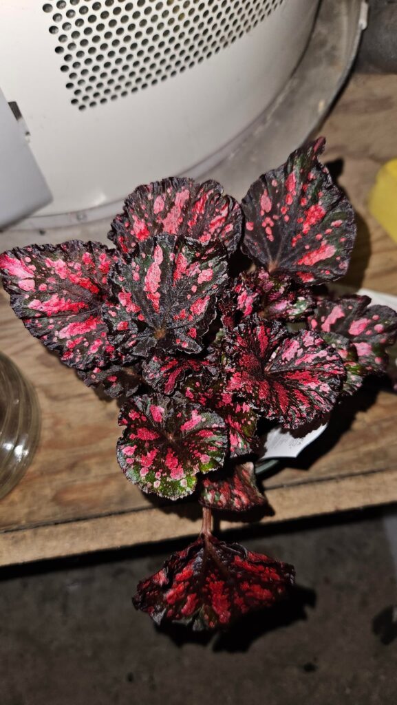 New begonia for my collectiom