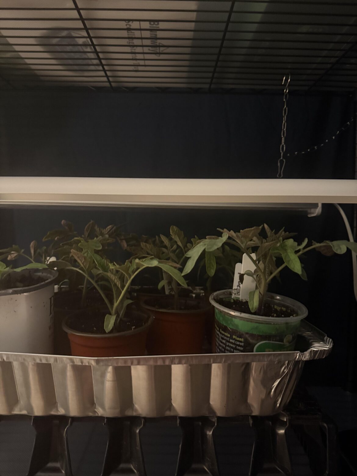 Lights on my tomatoes