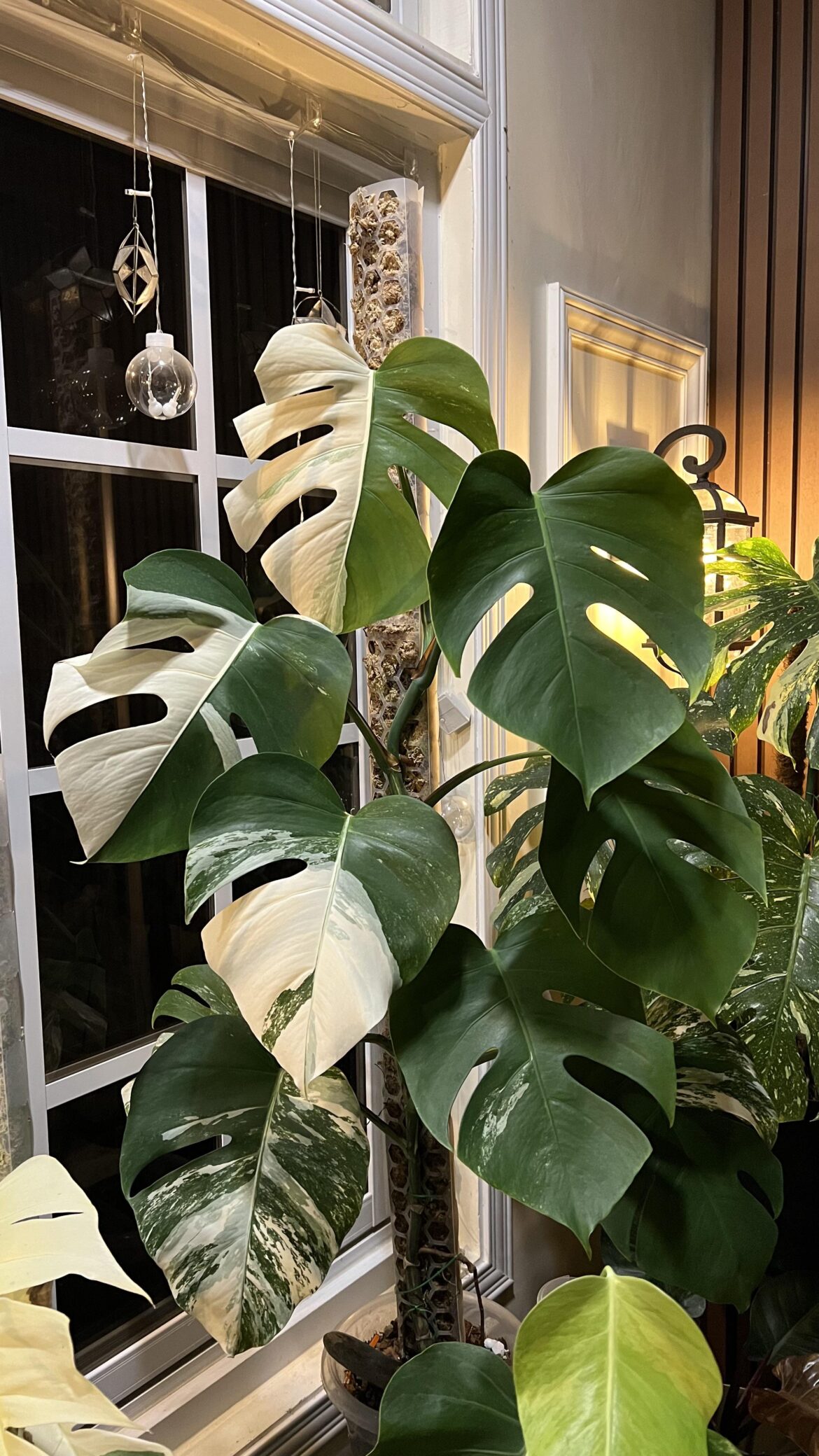 From a sickly monstera from the nursery, almost a year ago, to this stunning plant. It was not easy though. 😌