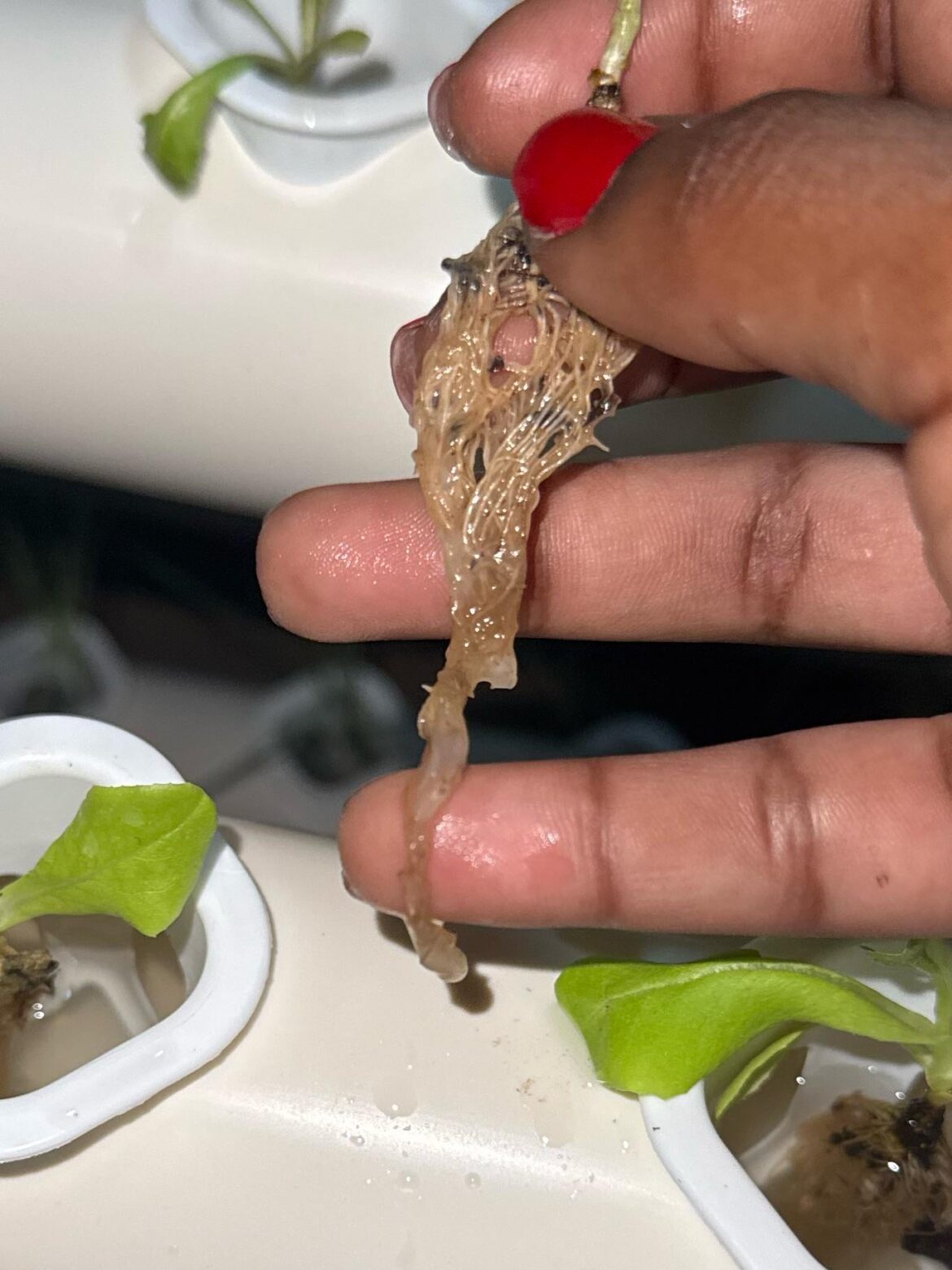 What’s wrong with my roots?