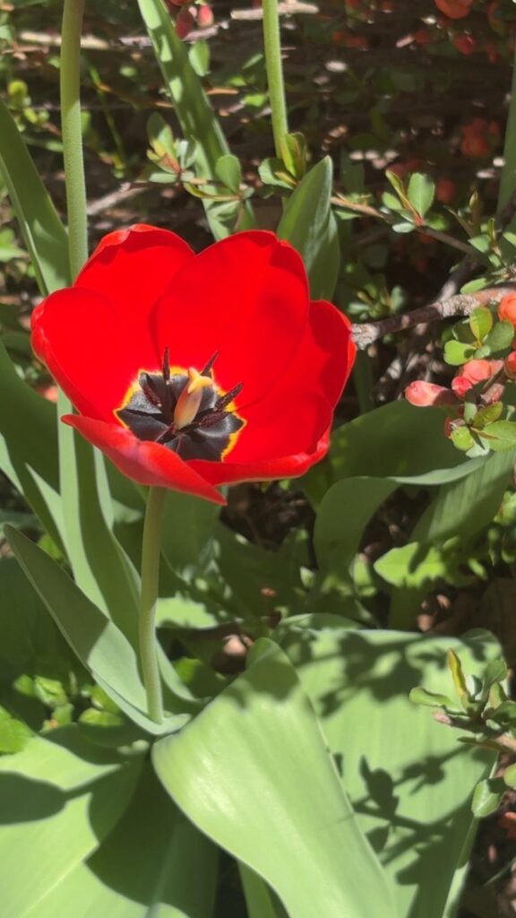 My tulips have bloomed