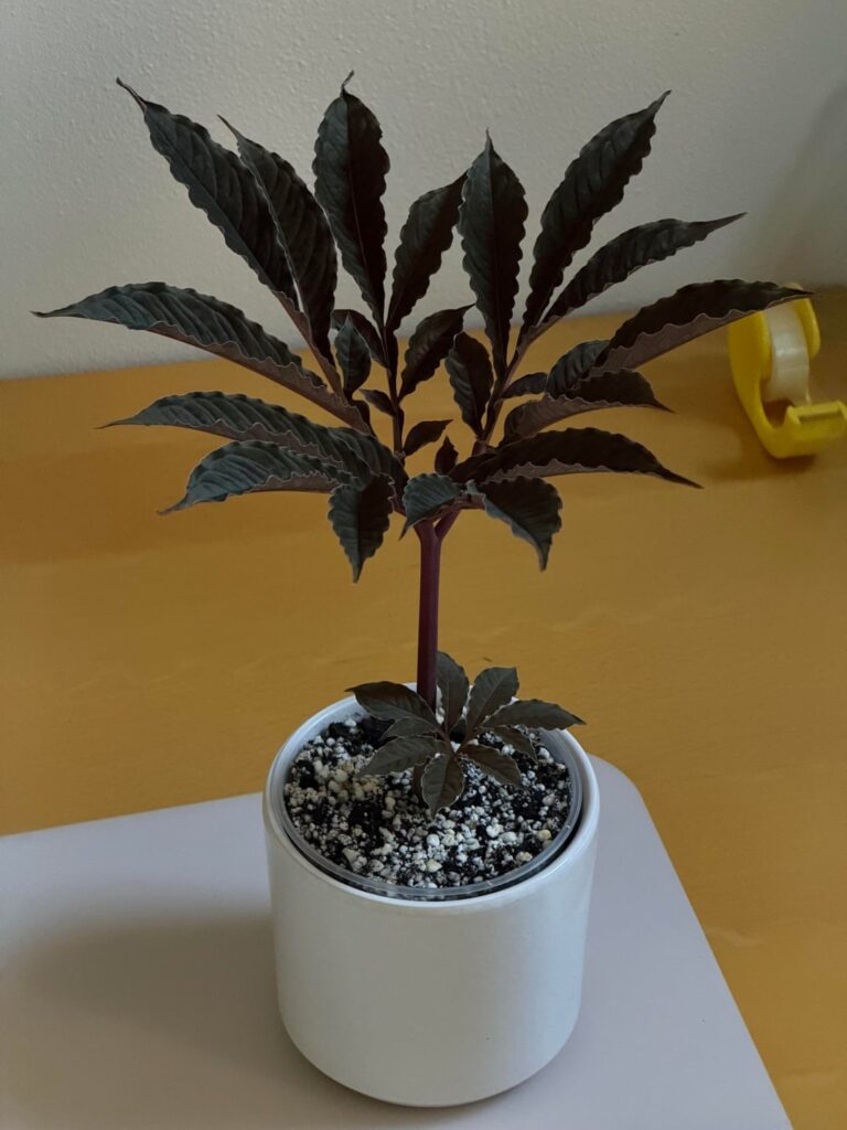 Amorphophallus Barbatus