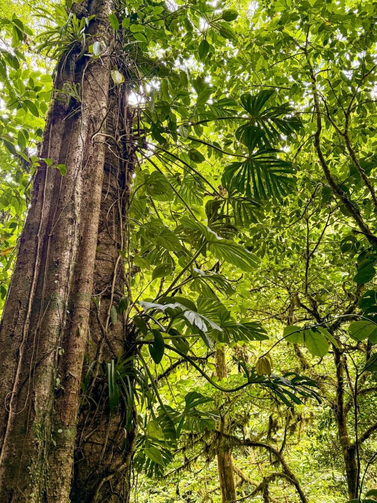 Does anyone recognise this species? Seen in Costa Rica