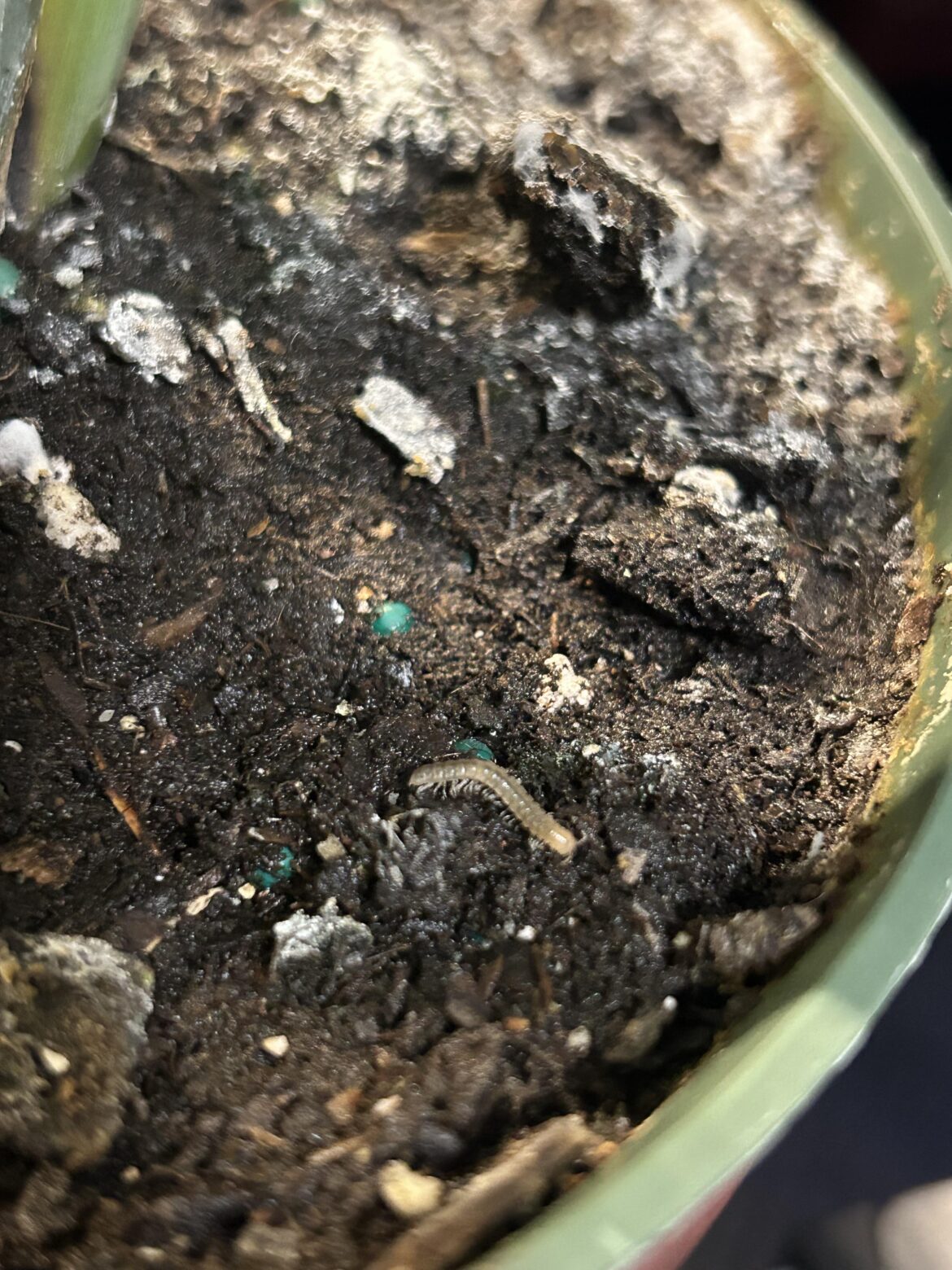 Why are my roots moving???