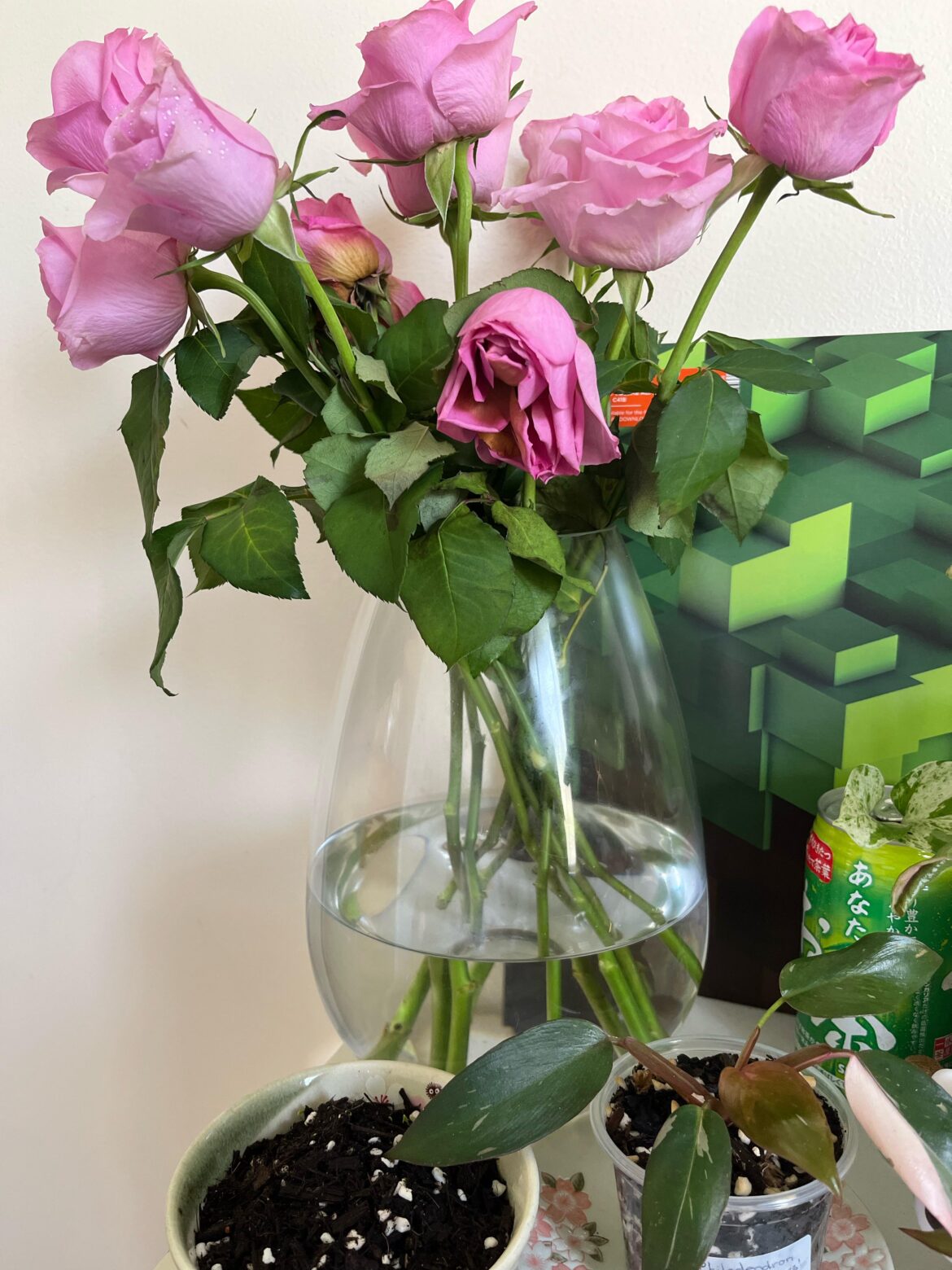 How can I propagate roses??