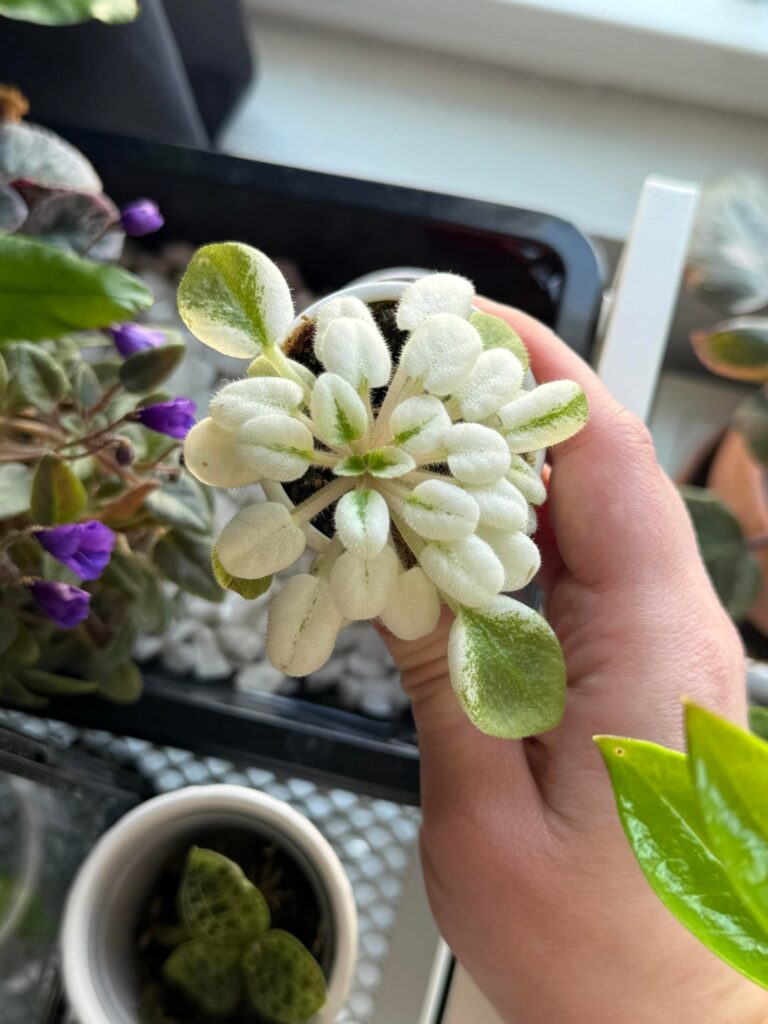 Anyone know what type?