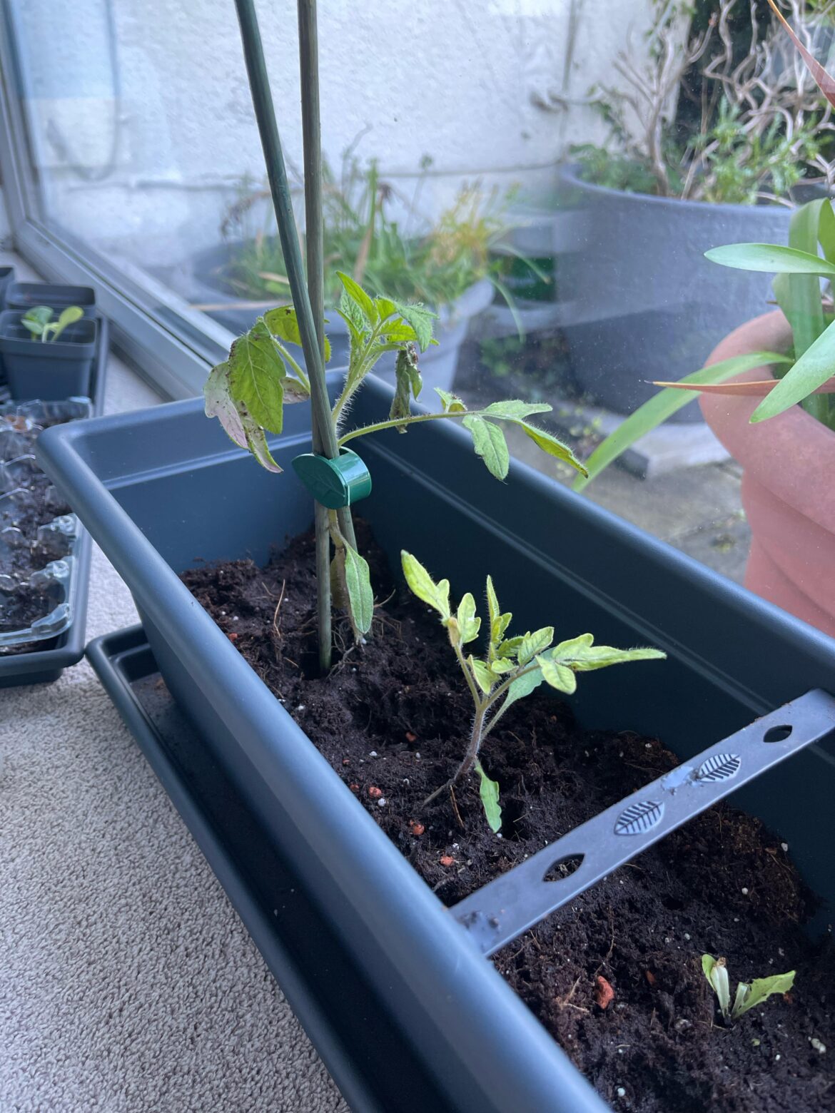Grow light vs no grow light