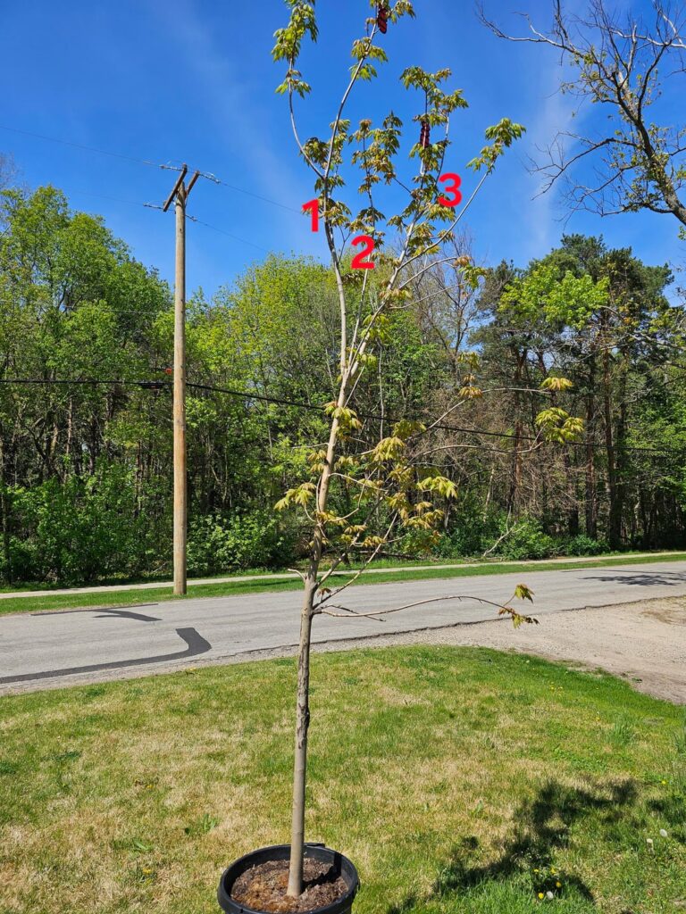 Question about Autumn Blaze Maple and co-dominant leaders.