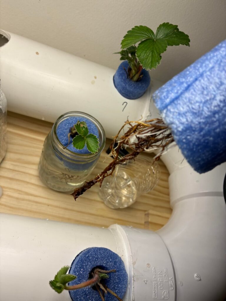 What is going on with the root of my strawberries?