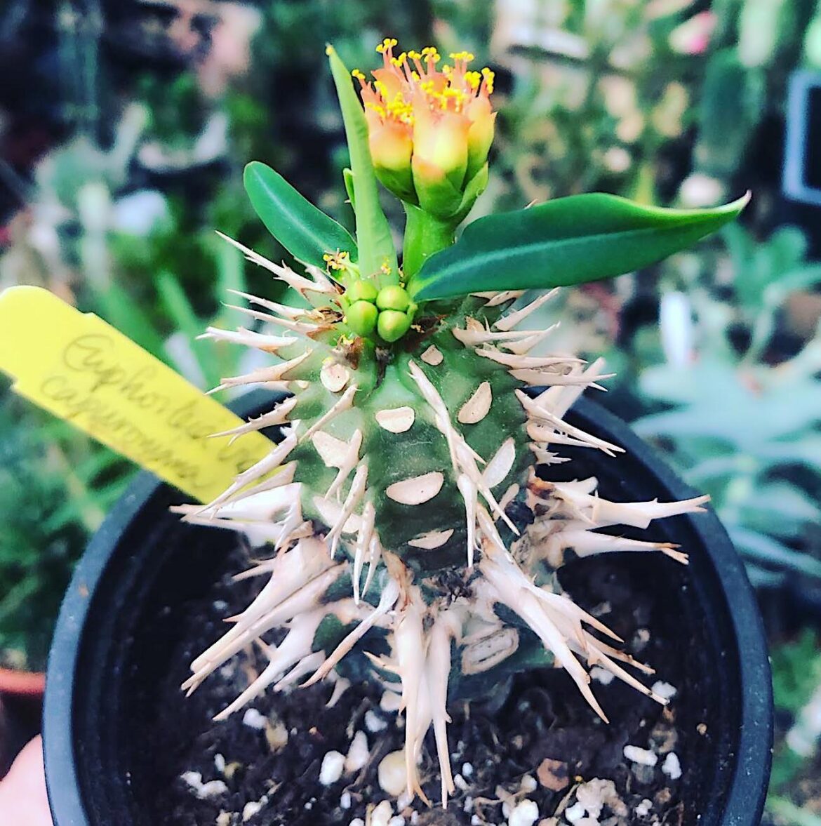 euphorbia viguieri var. capuroniana