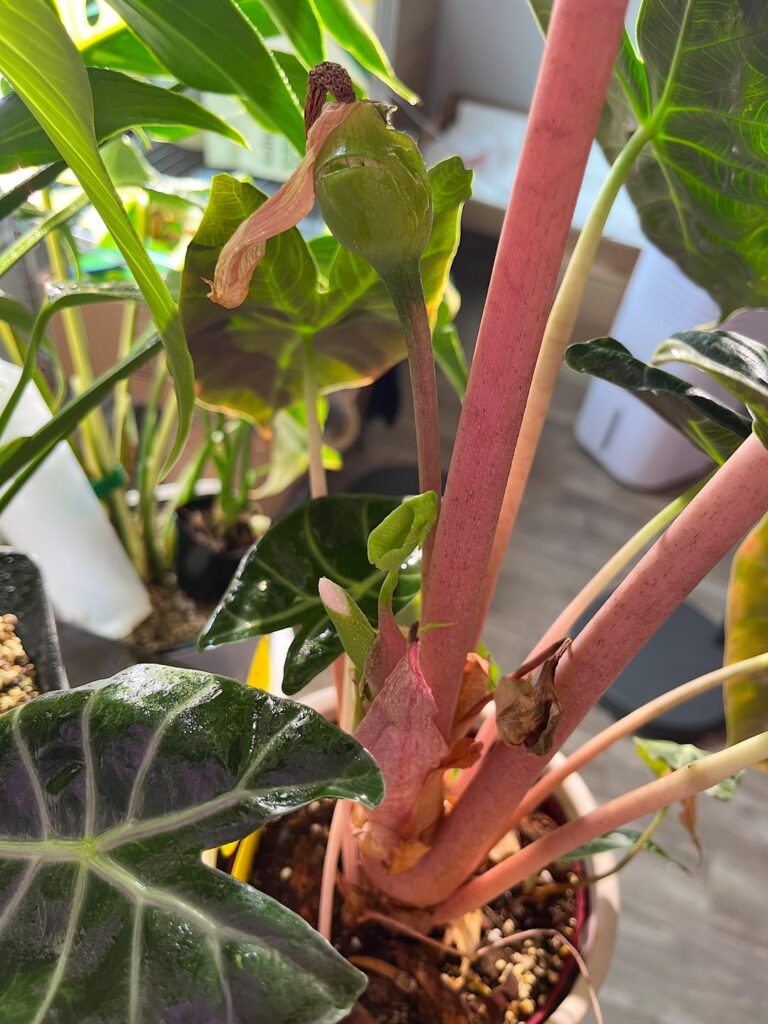 Flowering again? Alocasia pink dragon