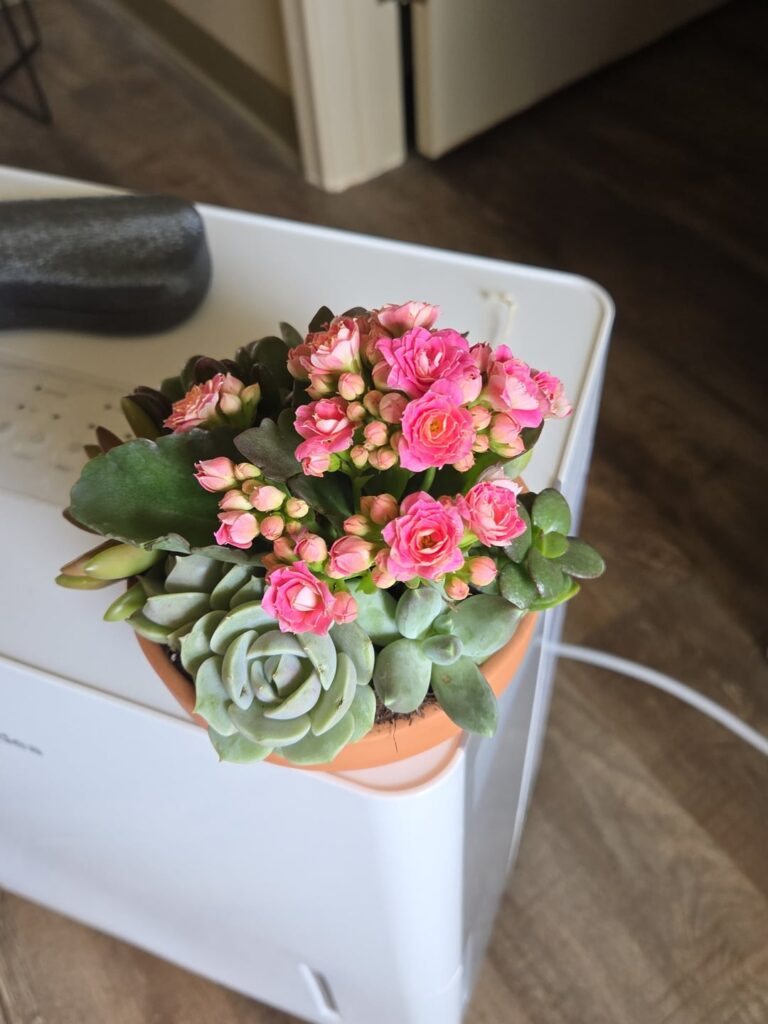 My first succulent