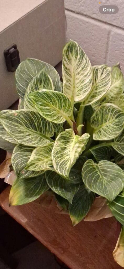 What plant is this?