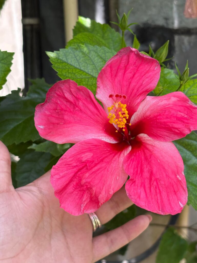 What is this beautiful flower called