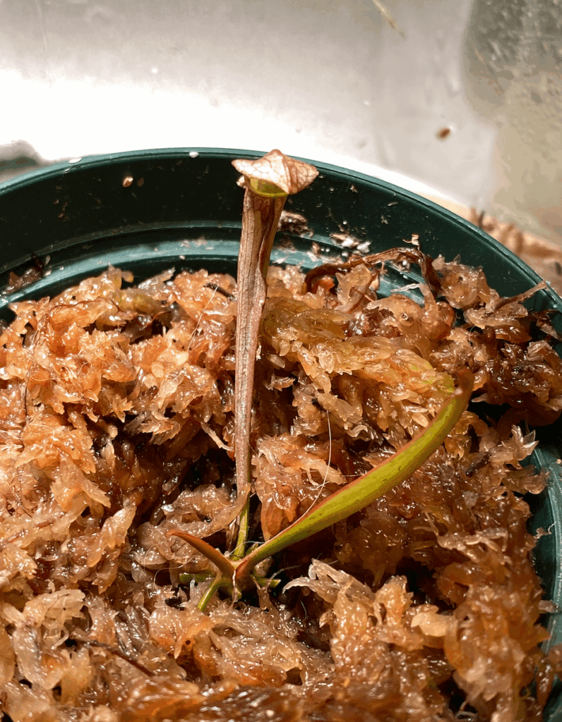 Is it a pitcher or phyllodia
