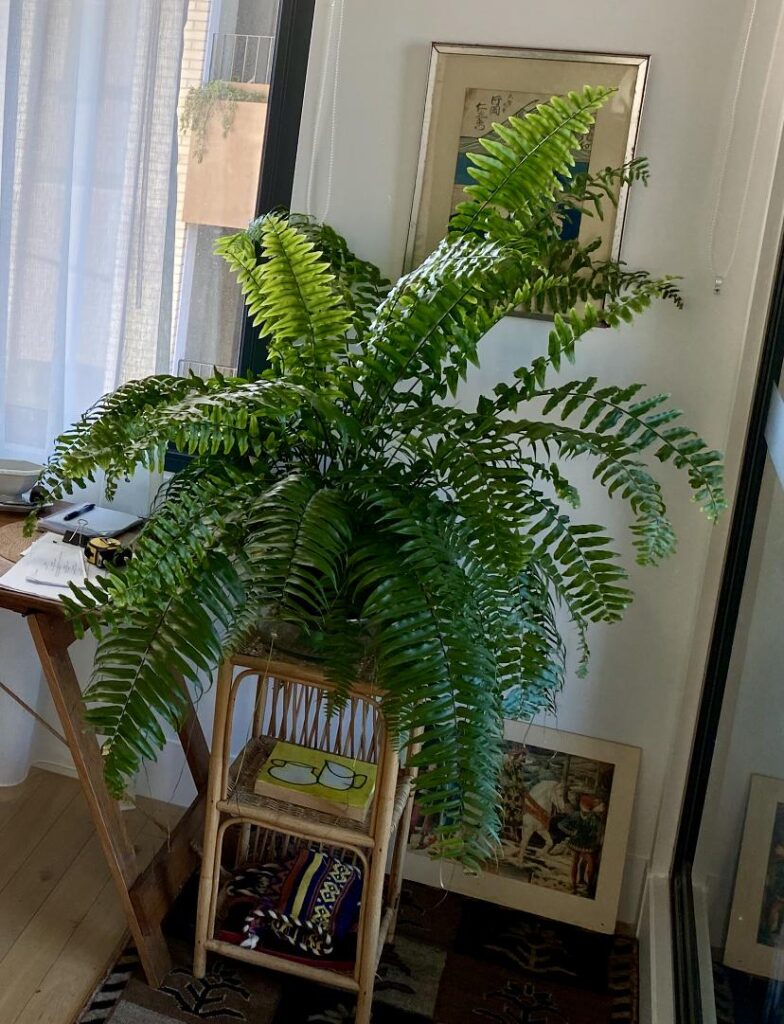 Scale AND mealy are killing my big Macho Fern. Thinking to cut off ALL fronds, soak entire plant in bleach/detergent solution, soak pot in bleach, replace soil. Thoughts? Scale AND mealy are killing my big Macho Fern. Thinking to cut off ALL fronds, soak entire plant in bleach/detergent solution, soak pot in bleach, replace soil. Thoughts?