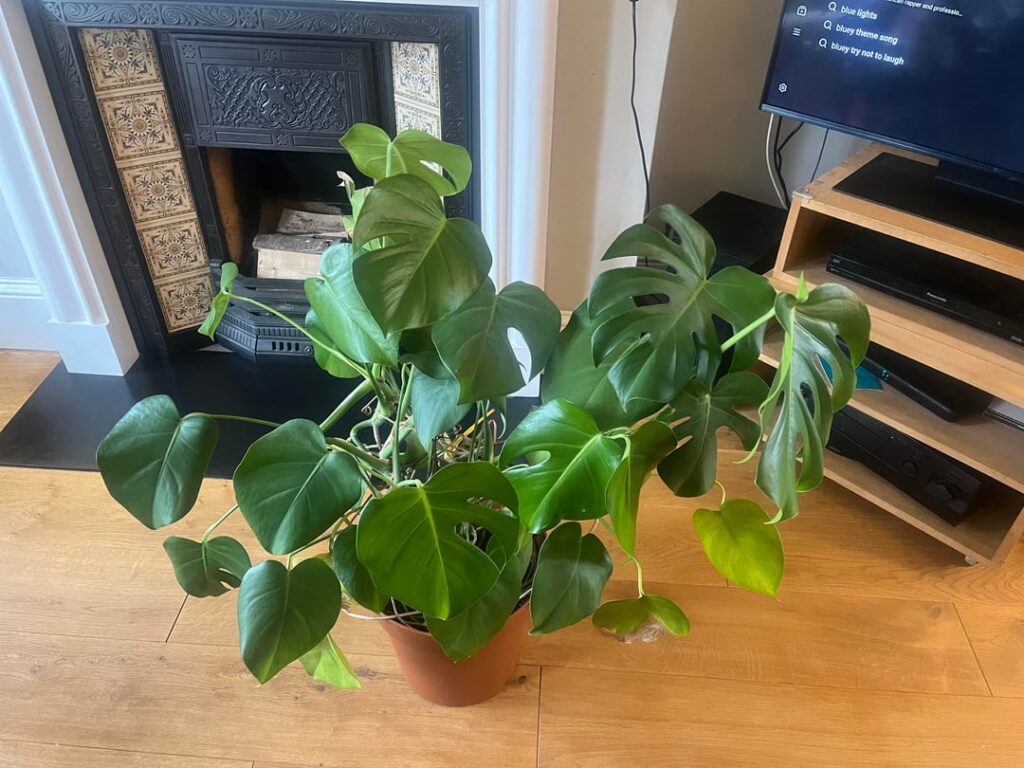 My mum’s monstera. Why are there so many small leaves, is it because there are too many?