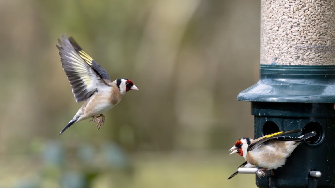 People urged not to feed garden birds over summer People urged not to feed garden birds over summer