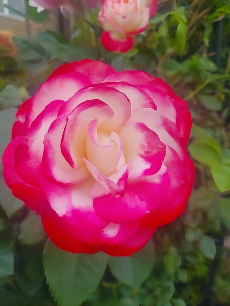 Beautiful rose. Maybe a Prince de Monaco? [OC]