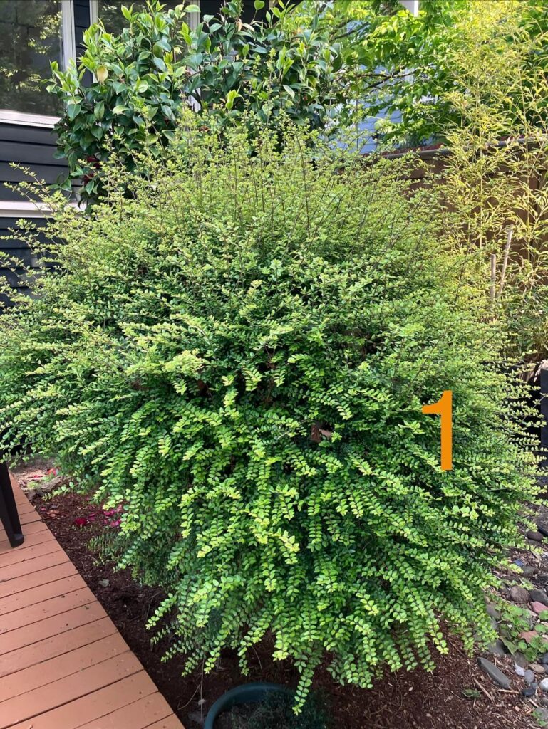 Identifying my new landscaping
