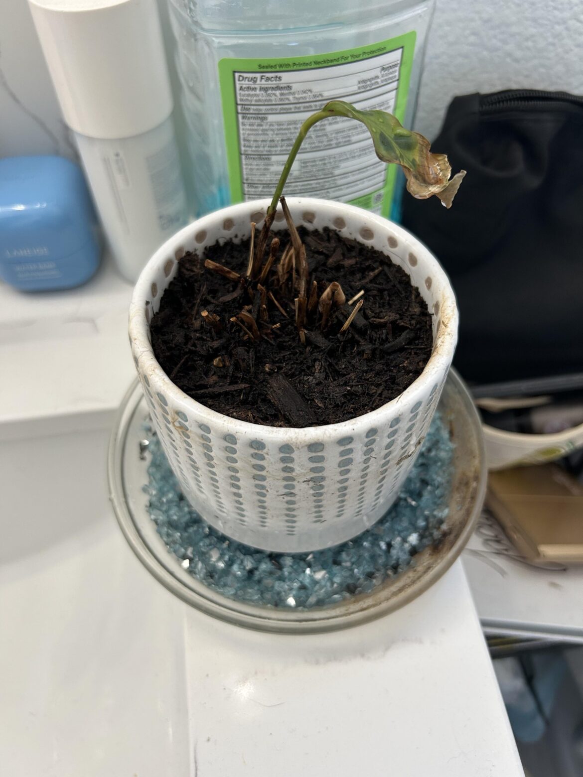 Help revive my baby!! 🥲 Help revive my baby!! 🥲
