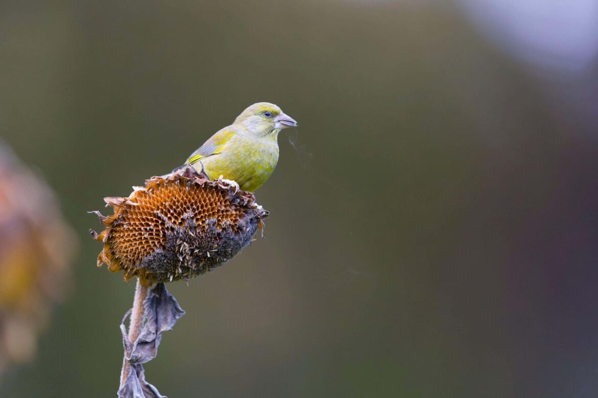 How gardeners can help greenfinch numbers How gardeners can help greenfinch numbers