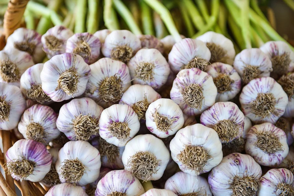close up of freshly harvested garlic cleaned and ready for drying process