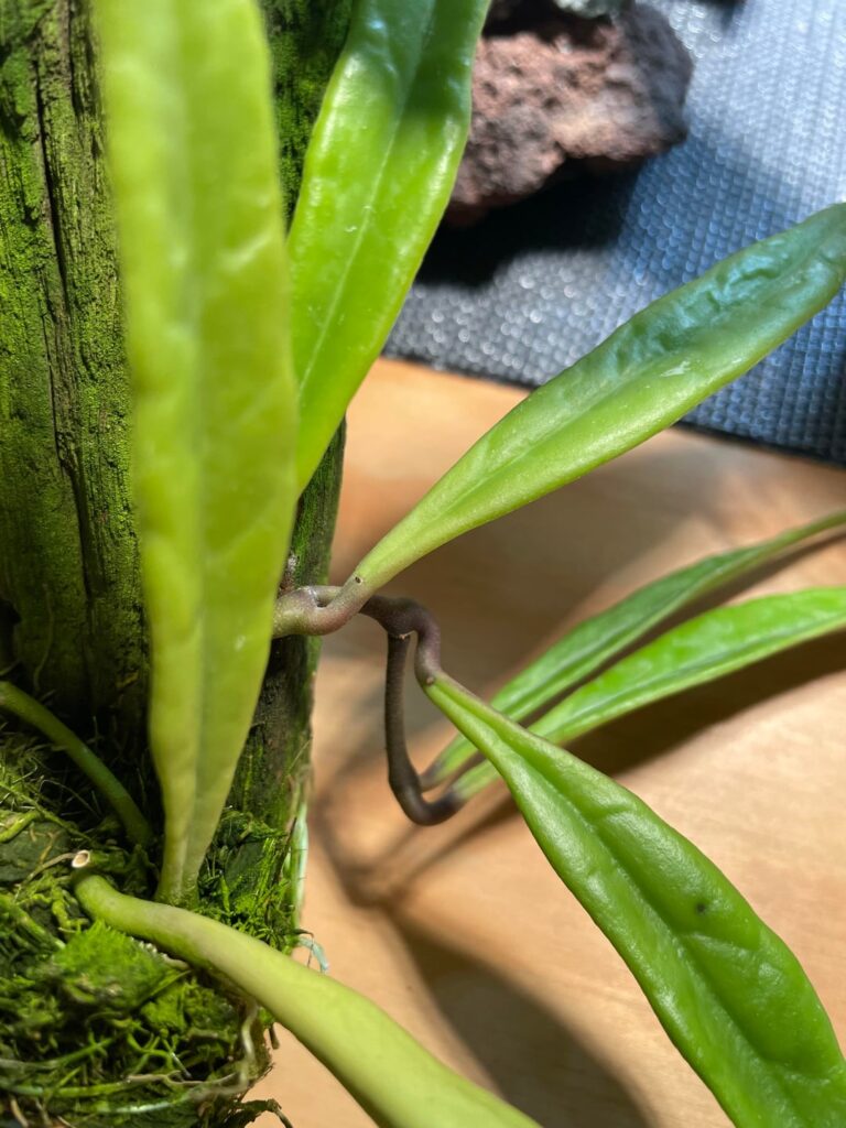 Bought as Sulawesiana?? Bought as Sulawesiana??