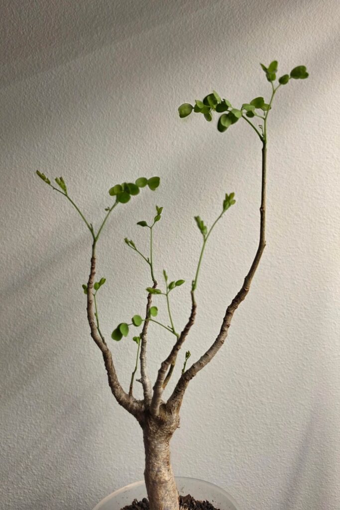 Delonix Pumila