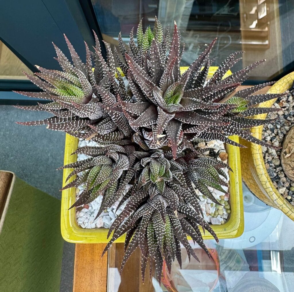 I normally prefer green, but I love the choco colours this is getting