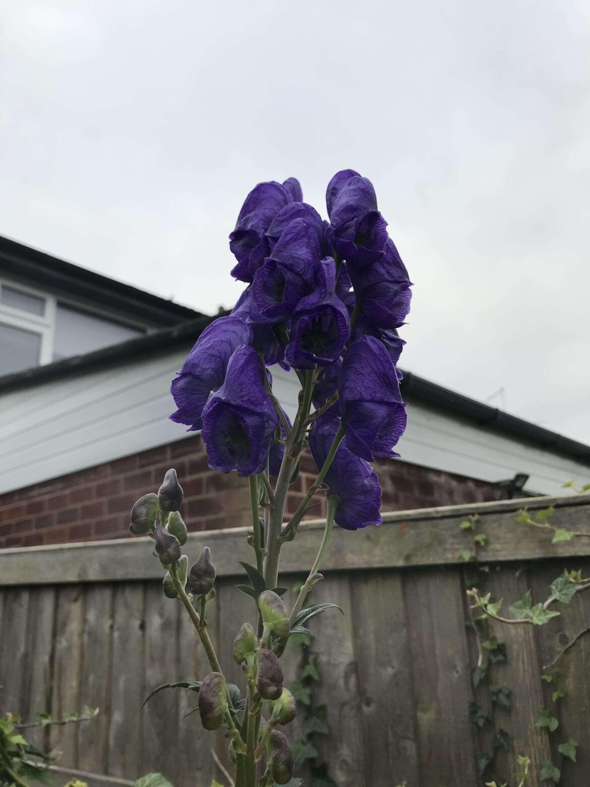 Should I keep this in the garden?