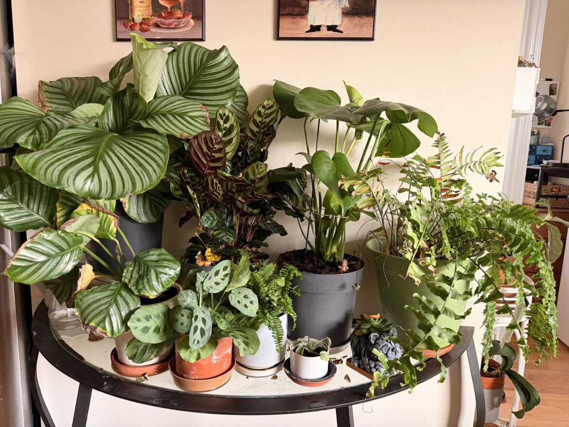 Sharing just a portion of my houseplants. This table is my favorite to stare at!