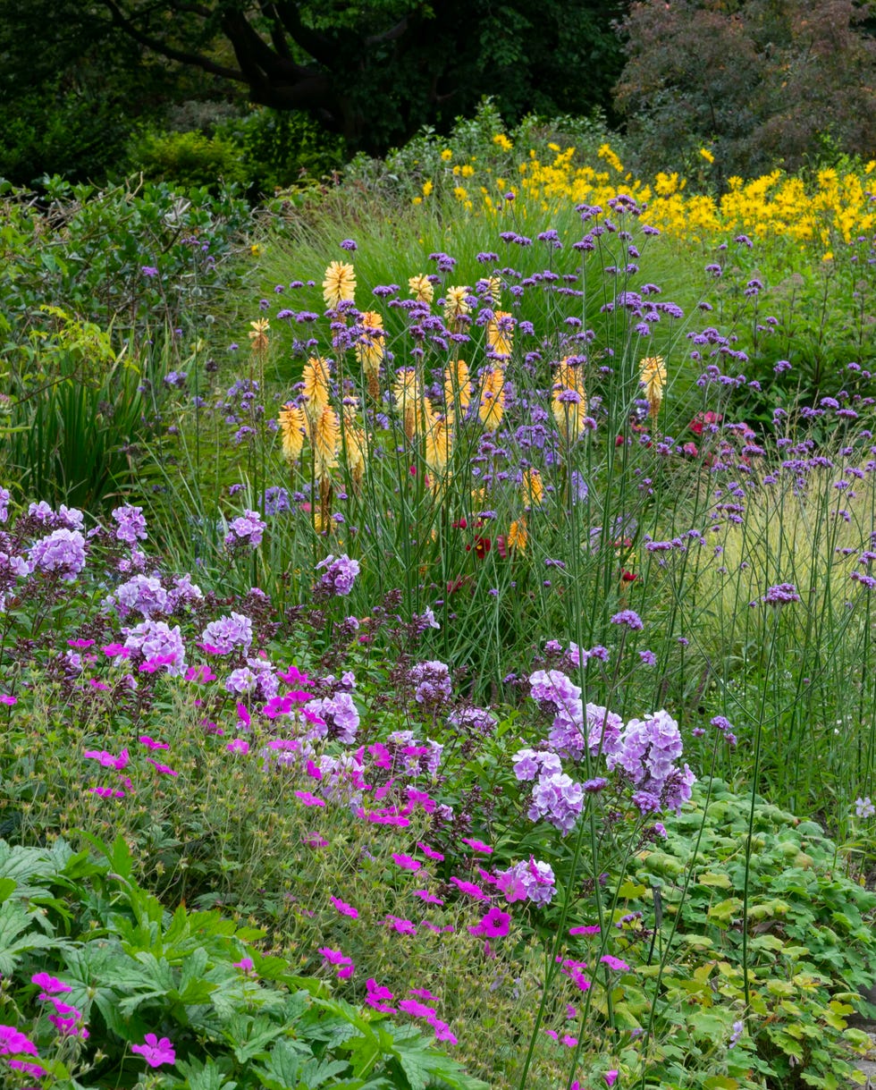 colourful mixture of summer shrubs and perennials in this public park in northern england colourful mixture of summer shrubs and perennials in this public park in northern england