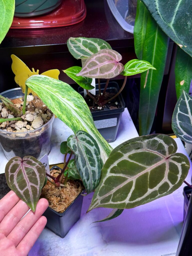 My new purple veined babies and queen
