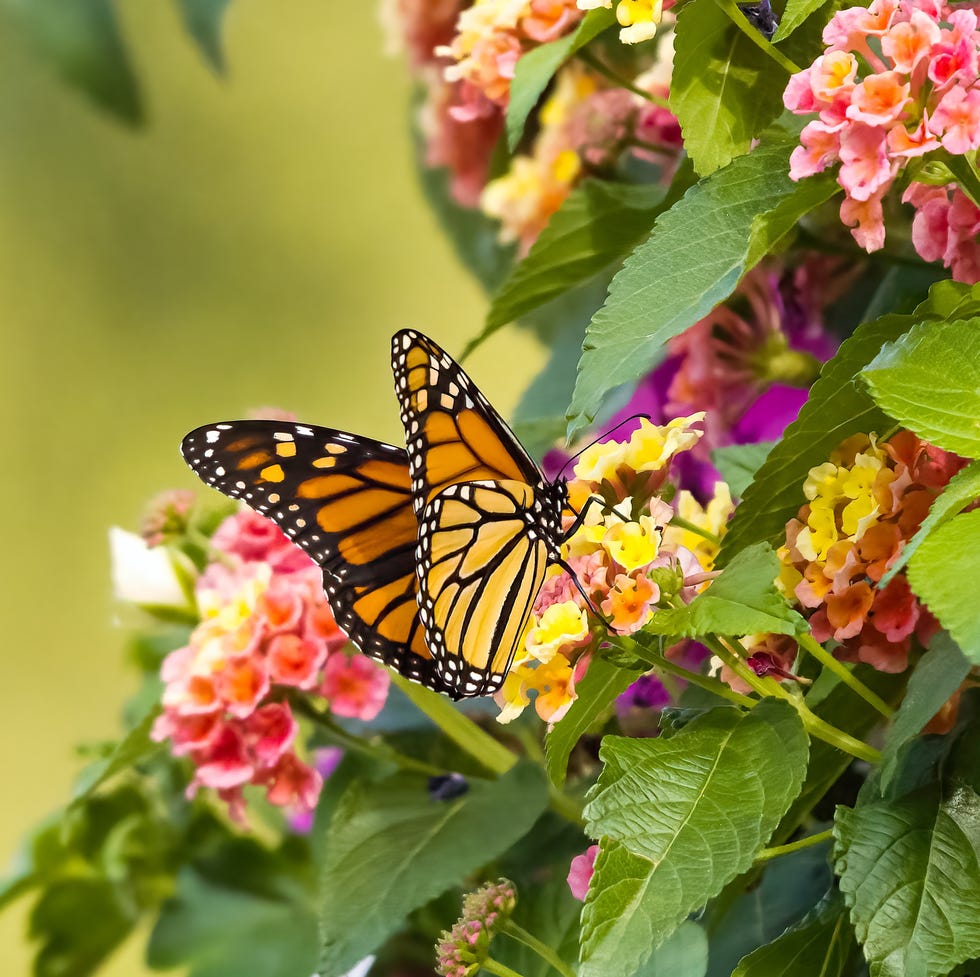 monarch butterfly feeding on lantana flowers