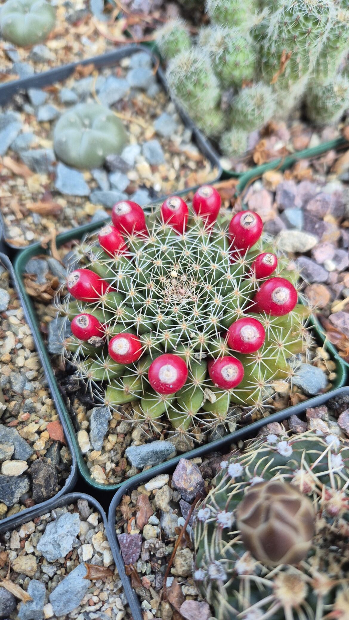 Mammillaria showing off this year.