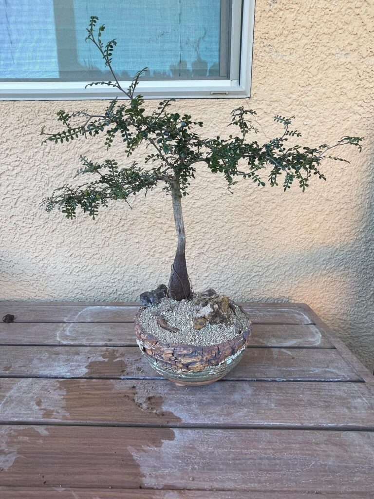 My young operculicarya finally staged