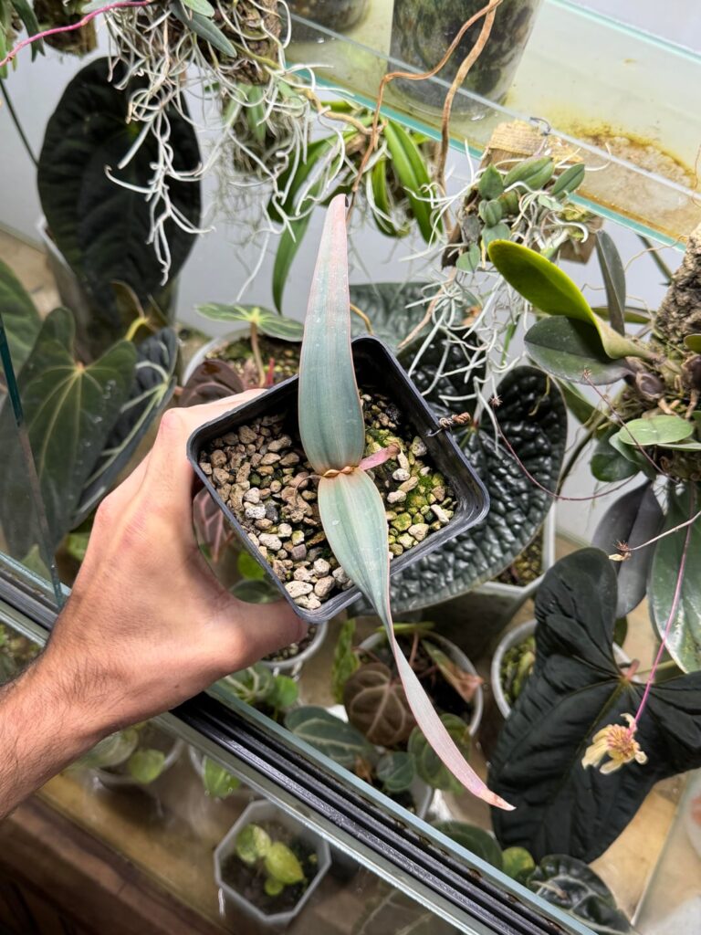Welwitchia update Welwitchia update