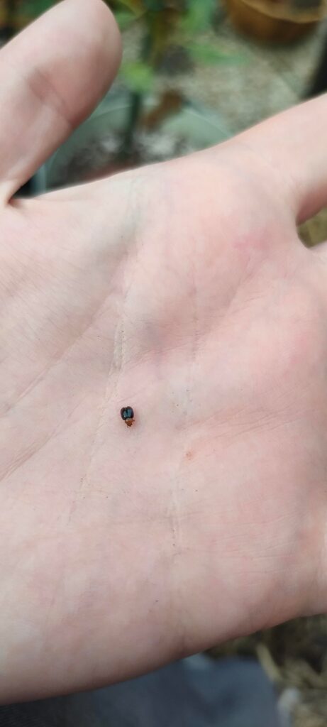 Leaf eating nightmare beetle